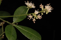 Toddalia asiatica var. gracilis